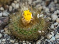 Winziger Kaktus mit gelben Blüten